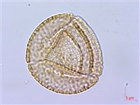 小果酸模藏品圖，第3張