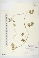 九爪藤藏品圖，第1張