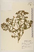 線球菊、田基黃藏品圖，第1張