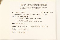 線球菊、田基黃藏品圖，第2張