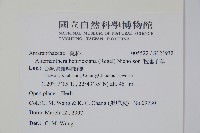 毛蓮子草藏品圖，第2張