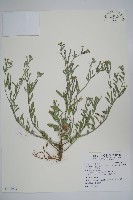 伏毛天芹菜藏品圖，第1張