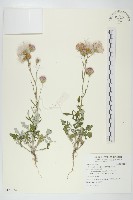 泥胡菜藏品圖，第1張