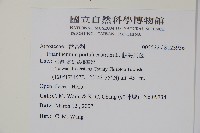 假海馬齒藏品圖，第2張