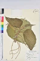 臺灣鐵莧藏品圖，第1張