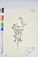 紫斑大戟藏品圖，第1張