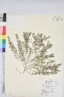 斑地錦藏品圖，第1張