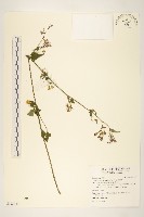 小蔓黃苑藏品圖，第1張