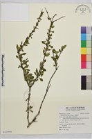 小葉鼠李藏品圖，第1張