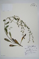 盾果草藏品圖，第1張