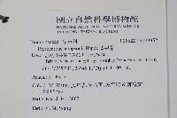 盾果草藏品圖，第2張