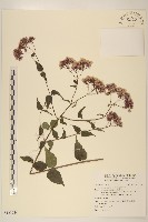 腺葉澤蘭藏品圖，第1張