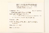 腺葉澤蘭藏品圖，第2張