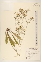 刀傷草藏品圖，第1張