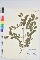 多花油柑、白仔藏品圖，第1張