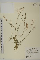 蠅子草藏品圖，第1張