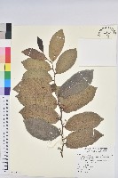 錫蘭饅頭果，香港饅頭果，大葉饅頭果，香港算盤子藏品圖，第1張