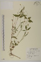 沼生金鈕扣藏品圖，第1張