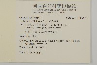 沼生金鈕扣藏品圖，第2張