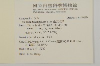 短舌花金鈕釦藏品圖，第2張