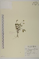 金鈕釦藏品圖，第1張