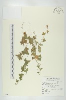 天花藏品圖，第1張