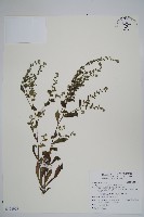 盾果草藏品圖，第1張