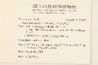 小花蔓澤蘭藏品圖，第2張