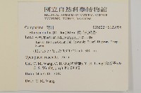 柔毛艾納香藏品圖，第2張