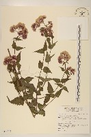 腺葉澤蘭藏品圖，第1張