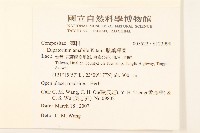 腺葉澤蘭藏品圖，第2張