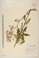 飛機草藏品圖，第1張