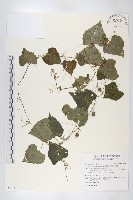 黑果馬交兒藏品圖，第1張