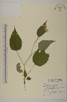 臺灣山白蘭藏品圖，第1張