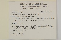 臺灣山白蘭藏品圖，第2張