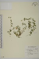 阿里山卷耳藏品圖，第1張