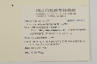阿里山卷耳藏品圖，第2張