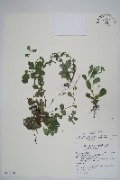 臺北附地草藏品圖，第1張