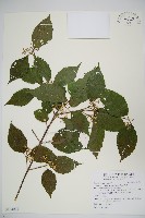 紅子莢迷藏品圖，第1張