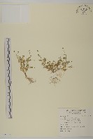 南方山芫荽藏品圖，第1張