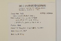 南方山芫荽藏品圖，第2張