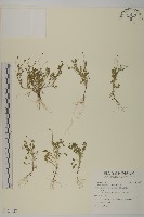 南方山芫荽藏品圖，第1張