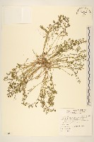 假吐金菊藏品圖，第1張