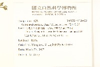 假吐金菊藏品圖，第2張