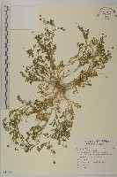 南方山芫荽藏品圖，第1張