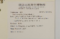 南方山芫荽藏品圖，第2張