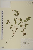 天文草藏品圖，第1張