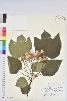 三年桐、光桐藏品圖，第1張