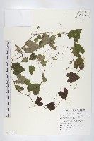 黑果馬交兒藏品圖，第1張