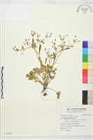 石龍芮藏品圖，第1張